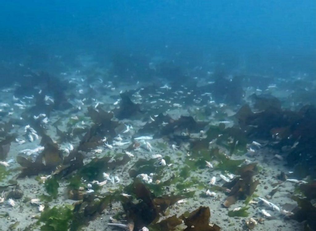 Un buzo registró restos de langostino y merluza descartados en el fondo del Golfo Nuevo Un buzo registró restos de langostino y merluza descartados en el fondo del Golfo Nuevo