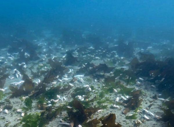 fondo del mar con restos de basura marina. (Crédito: Sin Azul No Hay Verde)