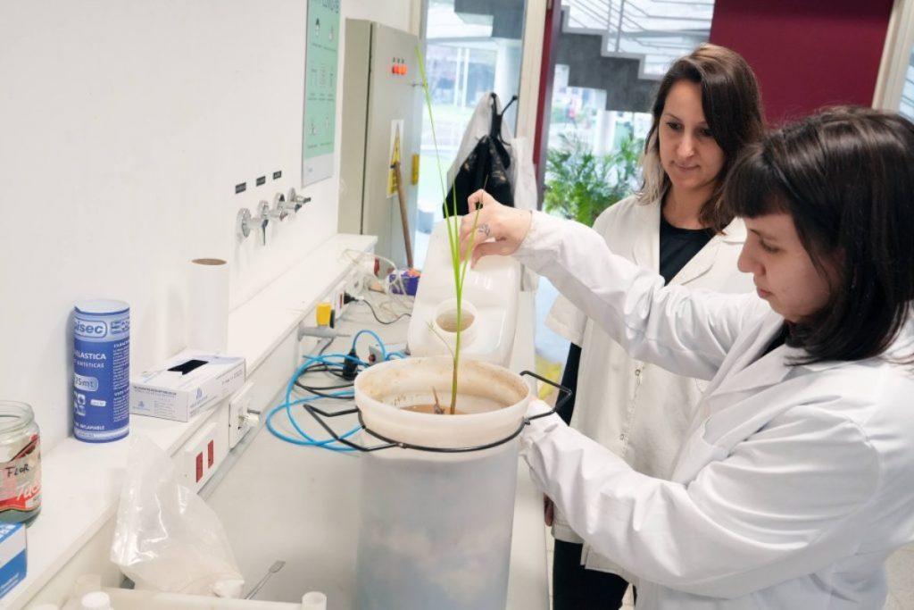 Científicos argentinos crean humedales artificiales para limpiar el río Reconquista Científicos argentinos crean humedales artificiales para limpiar el río Reconquista