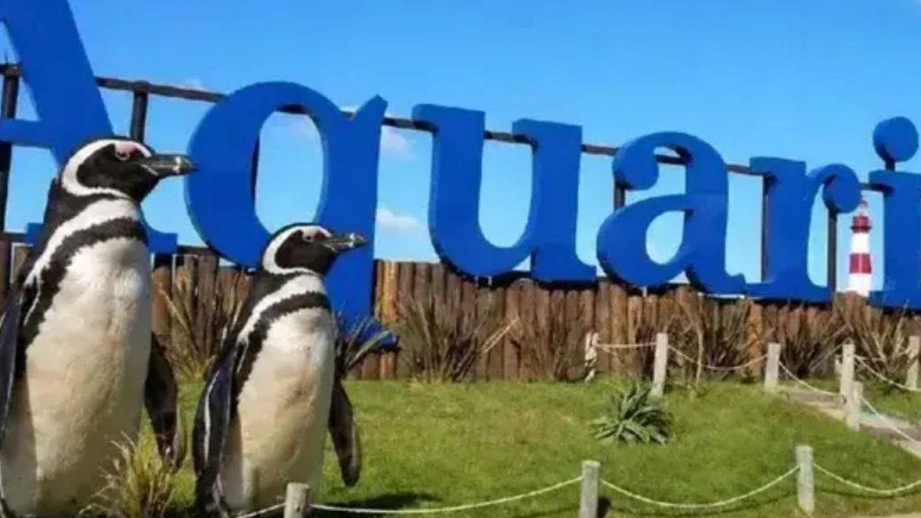Tasaron en US$ 40 mil a cuatro pingüinos del exAquarium y un abogado denuncia una “ilegalidad manifiesta” Tasaron en US$ 40 mil a cuatro pingüinos del exAquarium y un abogado denuncia una “ilegalidad manifiesta”