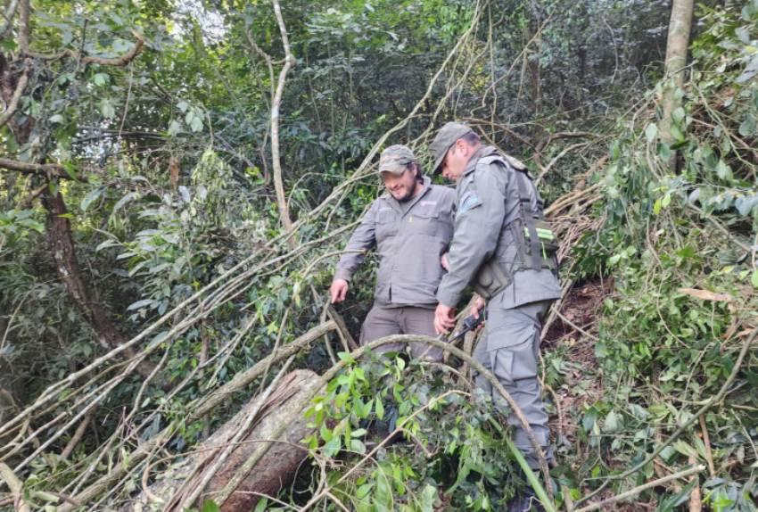 Agente de la policía local revisan los troncos de árboles. Imagen: argentina.gob.ar
