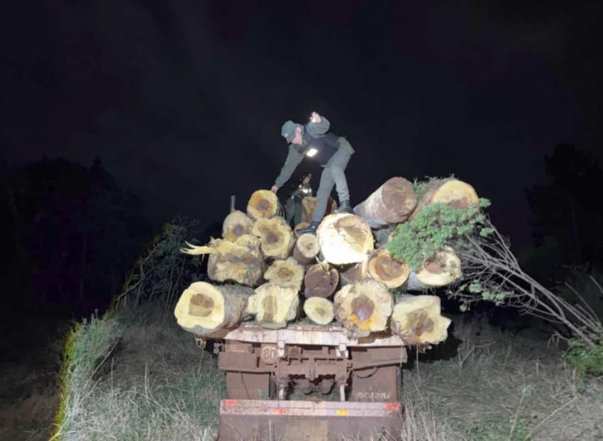 Un agente policial, arriba de troncos de madera incautados en un camión. Imagen: argentina.gob.ar