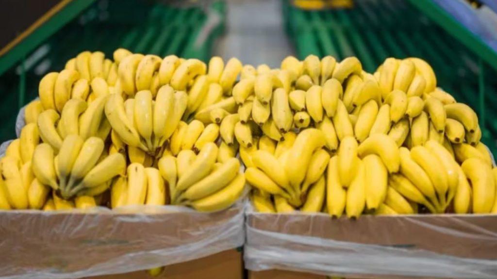 El Gobierno desreguló una norma y pone en alerta a los productores de banana de Salta y Jujuy El Gobierno desreguló una norma y pone en alerta a los productores de banana de Salta y Jujuy