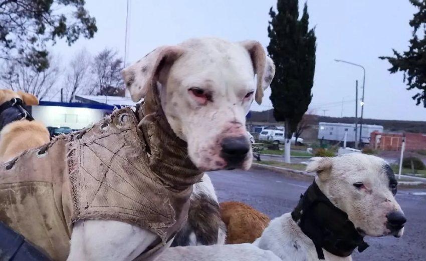 dos perros de color blanco, lastimados.