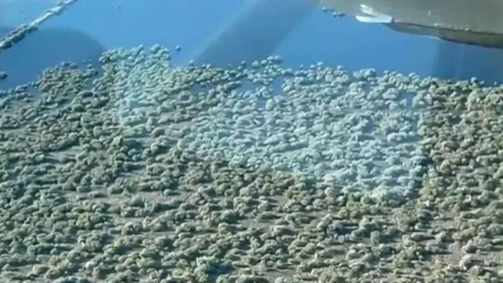 Un terraplén clandestino convirtió un río correntino en un gigantesco embalse artificial Un terraplén clandestino convirtió un río correntino en un gigantesco embalse artificial
