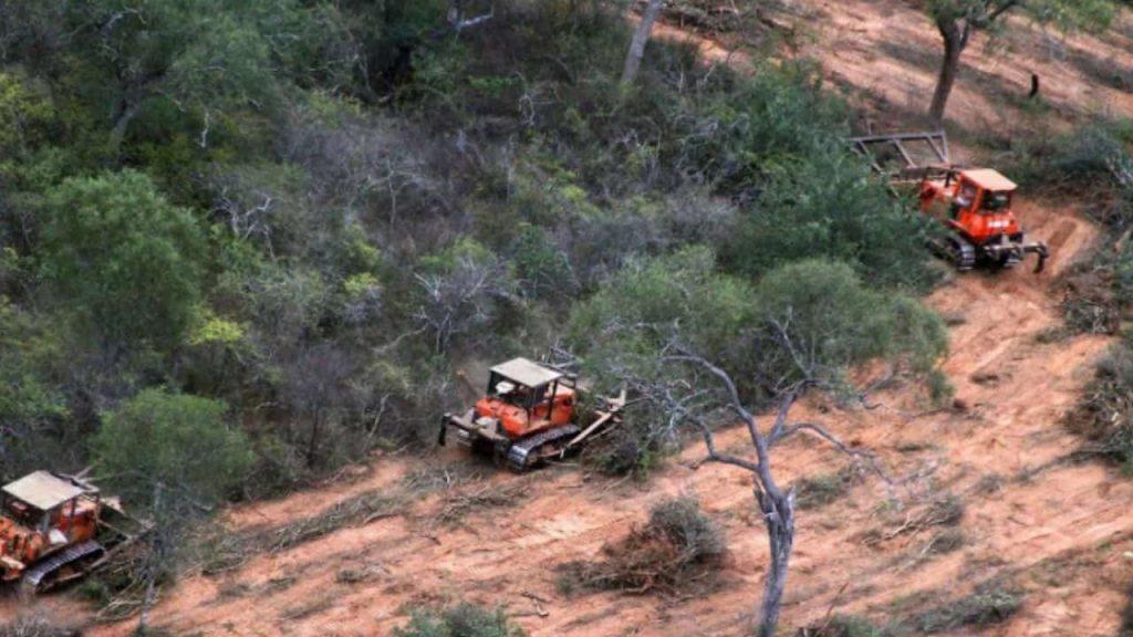 Desmontaron más de 11.000 hectáreas y ahora deberán responder por un daño ambiental millonario Desmontaron más de 11.000 hectáreas y ahora deberán responder por un daño ambiental millonario