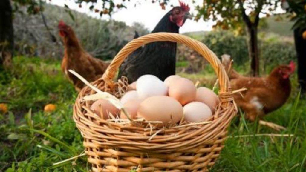 El lado menos conocido de los huevos ecológicos salió a la luz en un nuevo estudio El lado menos conocido de los huevos ecológicos salió a la luz en un nuevo estudio
