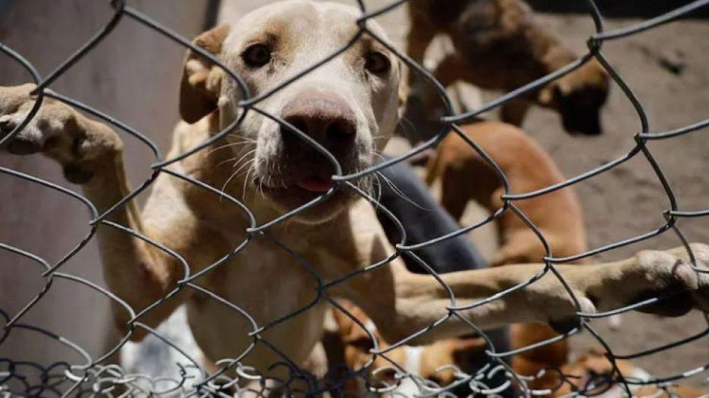 Brasil endureció las penas por maltrato animal y Argentina aún mantiene una ley de 1954 Brasil endureció las penas por maltrato animal y Argentina aún mantiene una ley de 1954