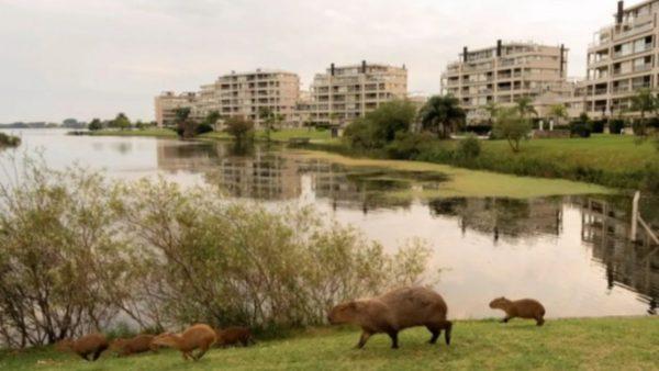 Dos carpinchos en primer plano y el lago están al frente de la urbanización.