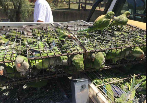 aves en jaulas