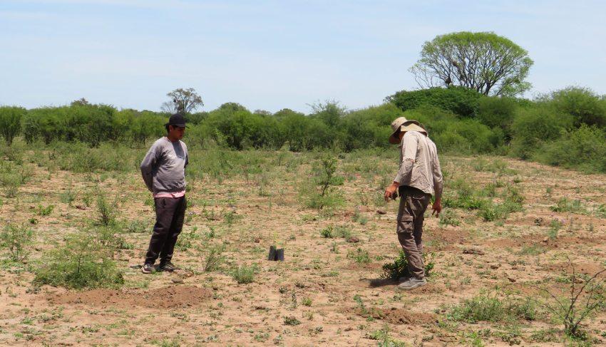 Dos personas realizan tareas de reforestación o siembra en un terreno seco y despejado. Crédito: Kathryn Keller