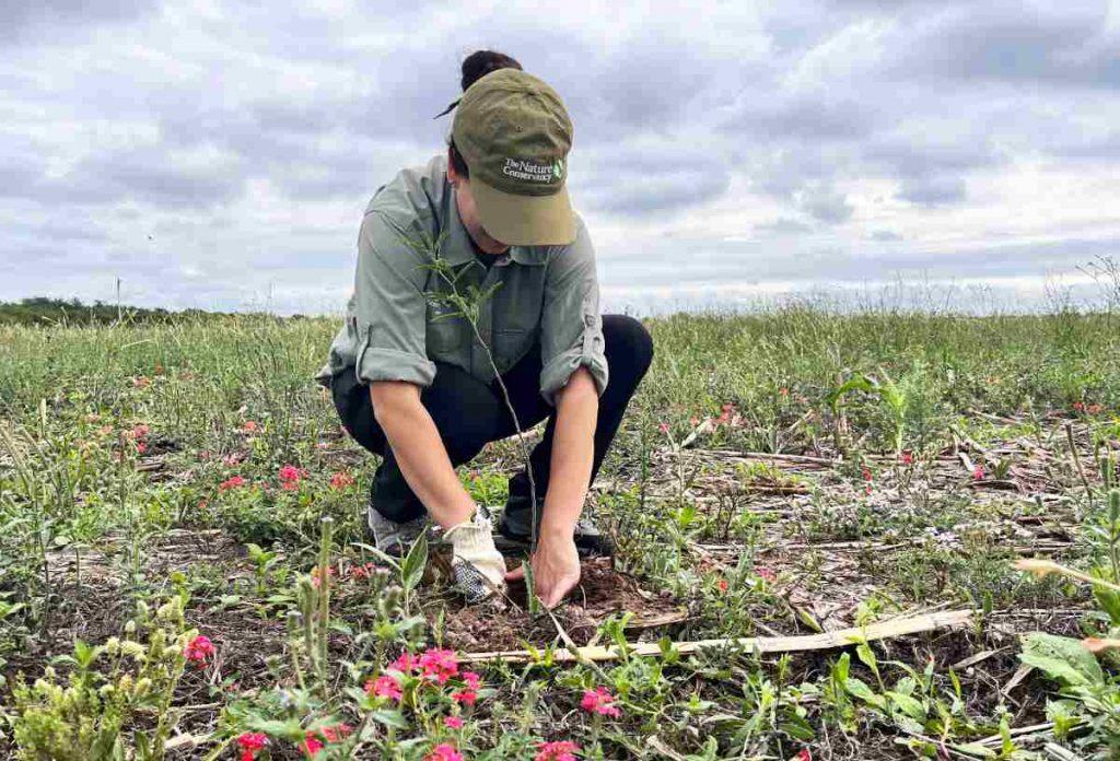 Plantaron 100.000 árboles nativos para restaurar 367 hectáreas del Gran Chaco Plantaron 100.000 árboles nativos para restaurar 367 hectáreas del Gran Chaco