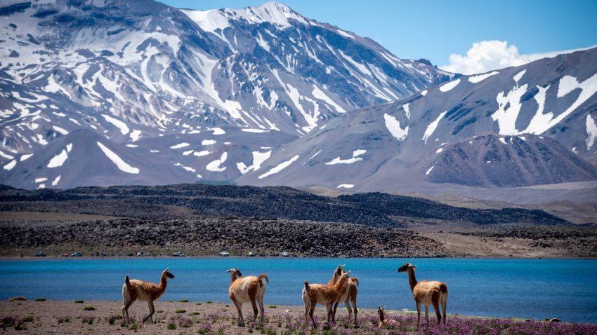 Grupo de guanacos a la orilla de una laguna azul frente a una cordillera con picos nevados.