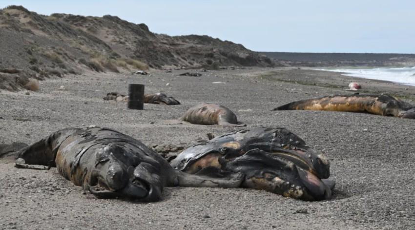 cuerpo de ballenas en la costa