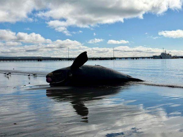 cuerpo de una ballena en la costa del mar