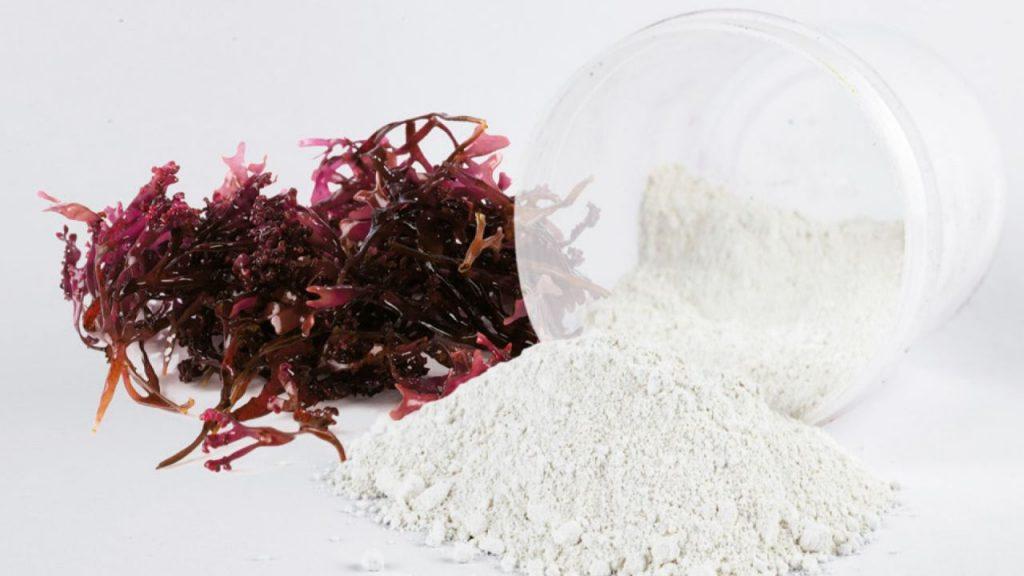 Qué es la carragenina, el aditivo bajo la lupa por su impacto en la microbiota presente en los alimentos diarios Qué es la carragenina, el aditivo bajo la lupa por su impacto en la microbiota presente en los alimentos diarios