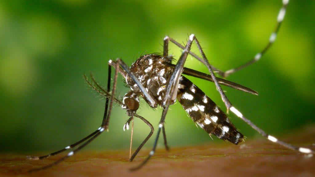 Científicos argentinos buscan atacar al mosquito del dengue con una vacuna Científicos argentinos buscan atacar al mosquito del dengue con una vacuna