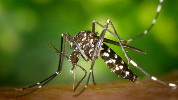 Primer plano macro de un mosquito Aedes aegypti insertando su trompa en la piel humana, destacando el patrón de rayas blancas y negras en sus patas y abdomen sobre un fondo verde desenfocado.