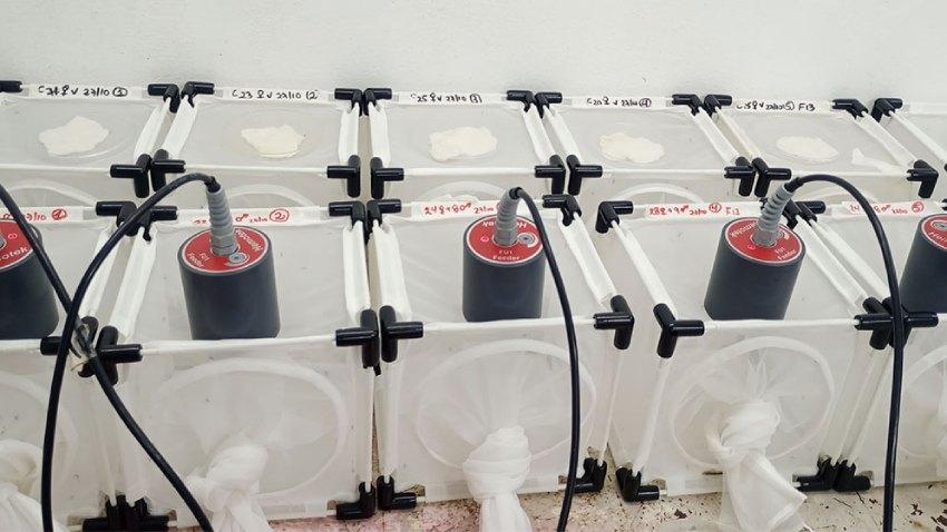 Hilera de jaulas de malla blanca utilizadas en un laboratorio de entomología para la cría y estudio de mosquitos, equipadas con dispositivos de alimentación cilíndricos en la parte superior.