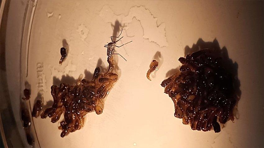 Un mosquito adulto posado junto a un aglomerado de larvas y pupas de mosquito en el fondo de un recipiente con agua.