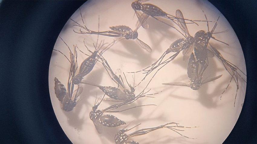 Vista a través de un microscopio que muestra varios mosquitos Aedes aegypti adultos con sus características manchas blancas en el cuerpo y patas.