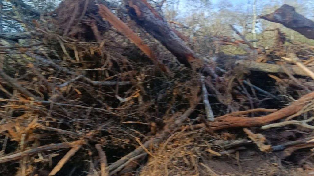 restos de troncos de árboles apilados uno arriba del otro