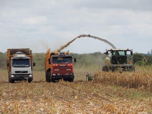 Cosechadora picando maíz y descargando el grano en el acoplado de un camión en un campo agrícola.
