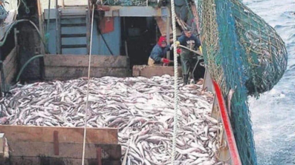 un barco pesquero con miles de pescados