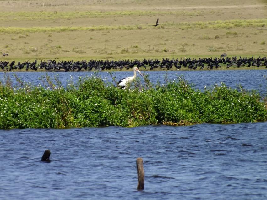 Una cigüeña blanca sobre una isla de vegetación en una laguna, con una gran bandada de aves oscuras al fondo.