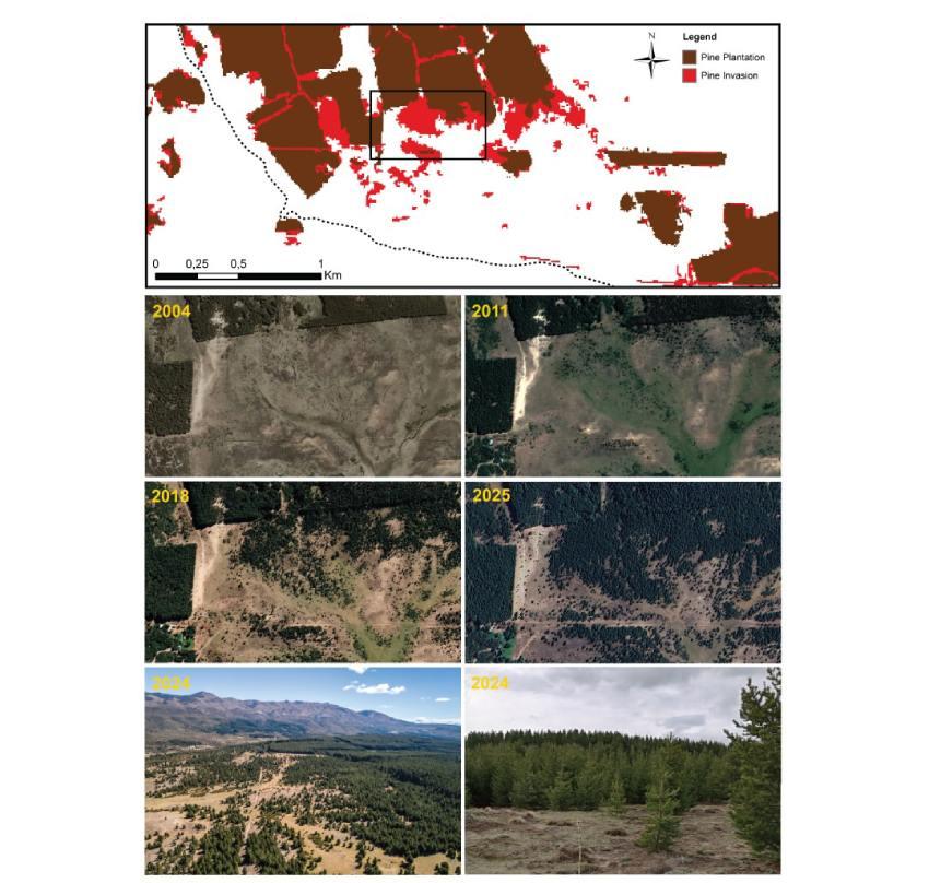 Secuencia de imágenes de Google Earth que abarca 21 años, desde 2004 hasta 2025, ilustrando la propagación progresiva del invasor Pinus contorta en la cuenca del Arroyo del Medio