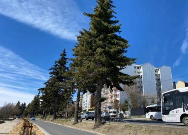 dos pinos en la vereda y dos micros detrás