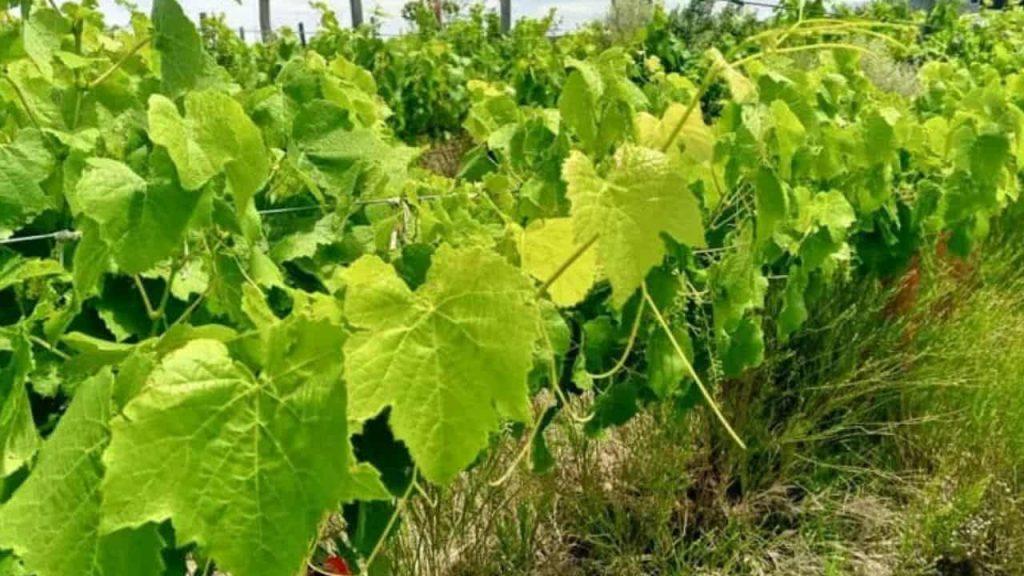 Un cultivo de vid