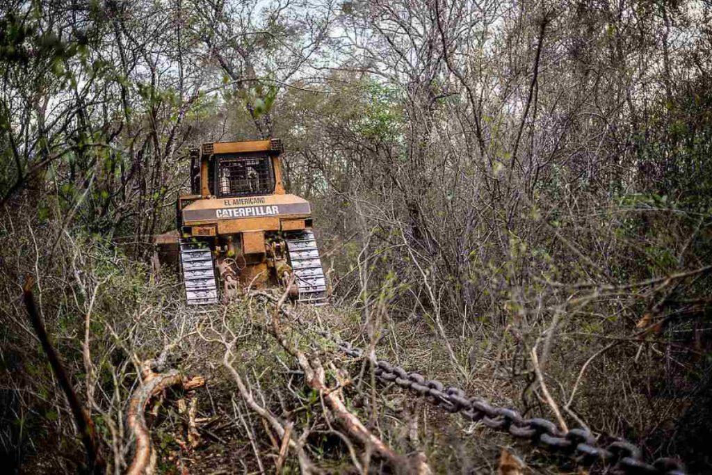 Greenpeace denunció desmontes en Salta y alertó por el impacto sobre comunidades wichí Greenpeace denunció desmontes en Salta y alertó por el impacto sobre comunidades wichí