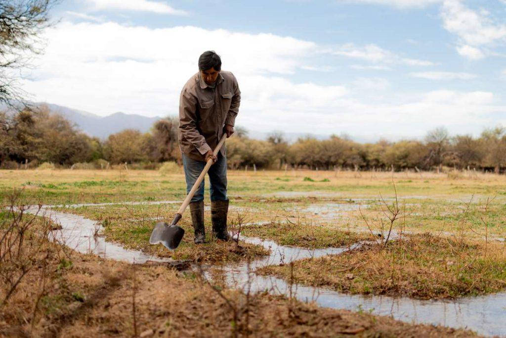 Agricultor canalizando el riego con una pala en un campo de cultivo en Salta.