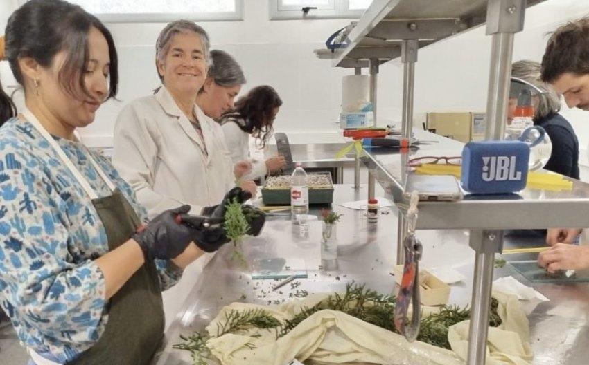 Varias personas trabajando en un laboratorio luminoso alrededor de mesas de acero inoxidable; en primer plano, una mujer con delantal y guantes negros manipula y corta ramas vegetales con una tijera de podar