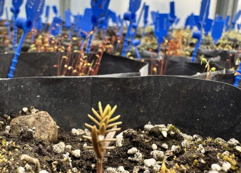 Primer plano de un pequeño brote verde con hojas en forma de aguja plantado en una maceta negra con sustrato y perlita, con múltiples macetas y etiquetas azules desenfocadas al fondo.