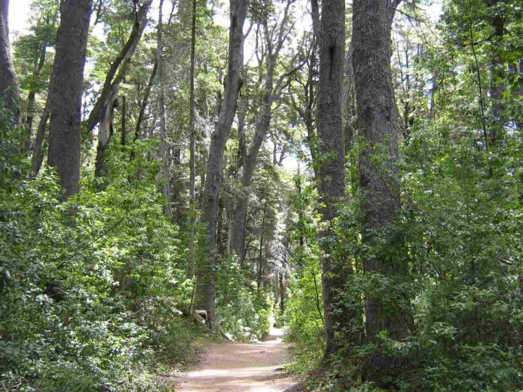 Destinarían apenas $39 por mes para cuidar cada hectárea de bosque nativo Destinarían apenas $39 por mes para cuidar cada hectárea de bosque nativo