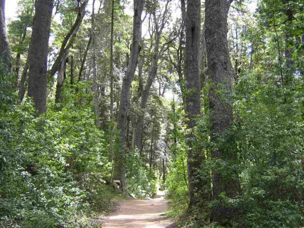 Un camino de tierra angosto recorre un denso bosque nativo rodeado de árboles de troncos altos y robustos, con abundante follaje verde y arbustos que filtran la luz solar.