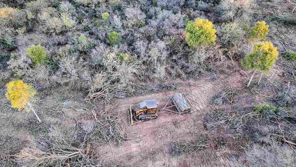Argentina perdió más de 73.000 hectáreas de bosques nativos en nueve meses Argentina perdió más de 73.000 hectáreas de bosques nativos en nueve meses