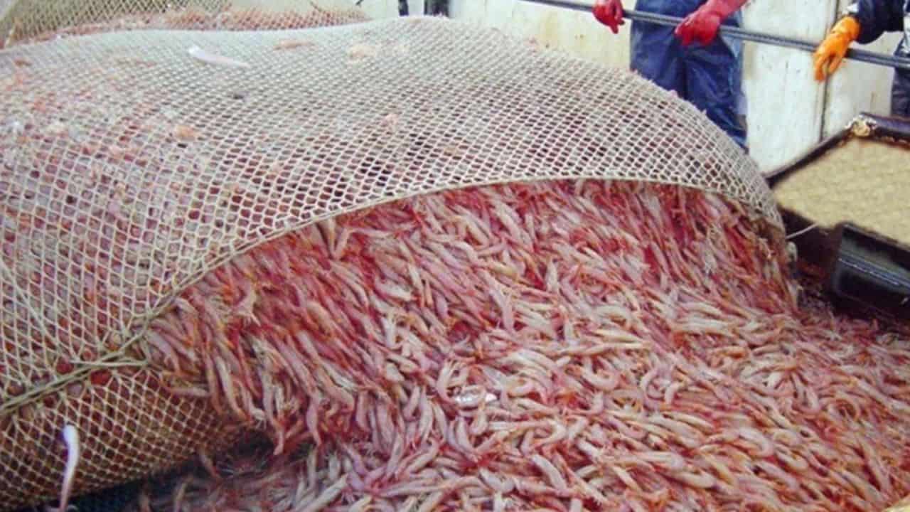 Red de pesca industrial cargada de langostinos recién capturados a bordo de un buque pesquero
