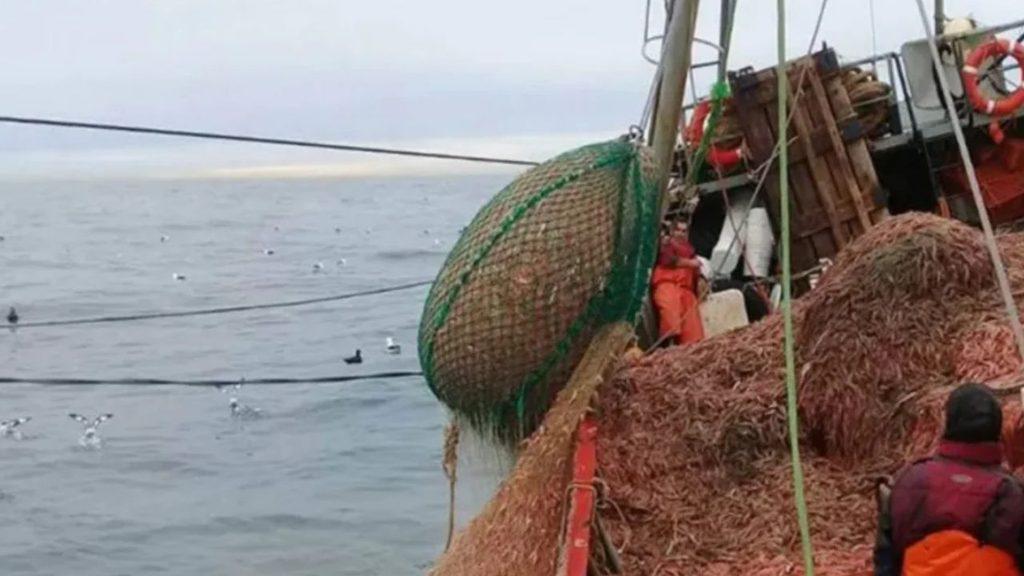 Buque pesquero descargando una gran captura de langostinos sobre la cubierta, mientras la tripulación trabaja con las redes en alta mar