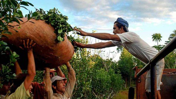 tres hombres sostienen una bolsa gigante con yerba mate