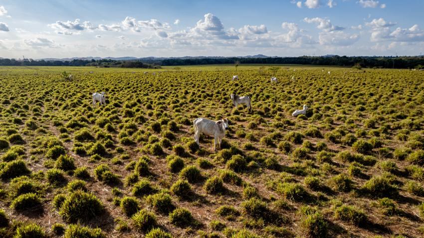 Vista aérea de un extenso campo de pastoreo con vegetación en matorrales donde hay ganado vacuno disperso bajo un cielo azul con nubes dispersas.