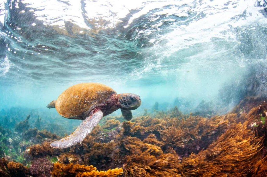 Tortuga marina nadando cerca de la superficie del agua en un arrecife, rodeada de algas o vegetación acuática de color marrón dorado bajo la luz del sol.
