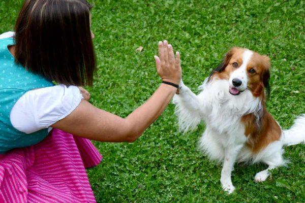 Una niña inclinada en el césped choca los cinco con su perro blanco y marrón de pelaje largo, quien levanta su pata delantera para tocar su mano abierta