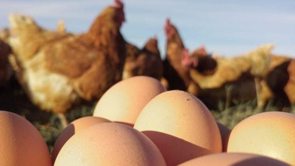 Primer plano de varios huevos marrones organizados en primer plano, con un grupo de gallinas marrones y blancas desenfocadas al aire libre bajo un cielo claro al fondo