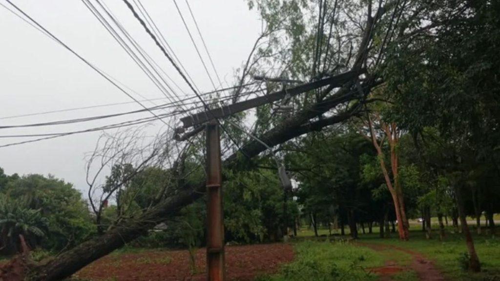 Árbol caído sobre el tendido eléctrico en una zona arbolada, con cables afectados tras un temporal