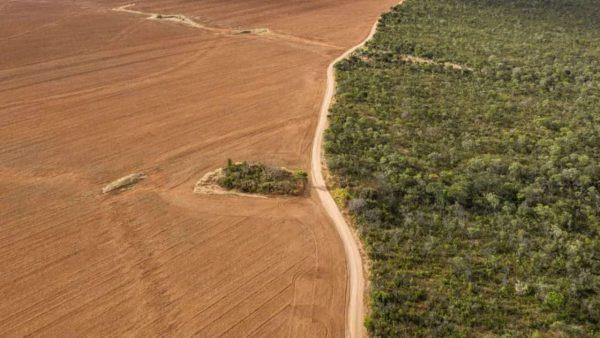 Vista aérea de un campo agrícola lindero a una zona de vegetación nativa, que evidencia el avance de la frontera agropecuaria sobre áreas naturales