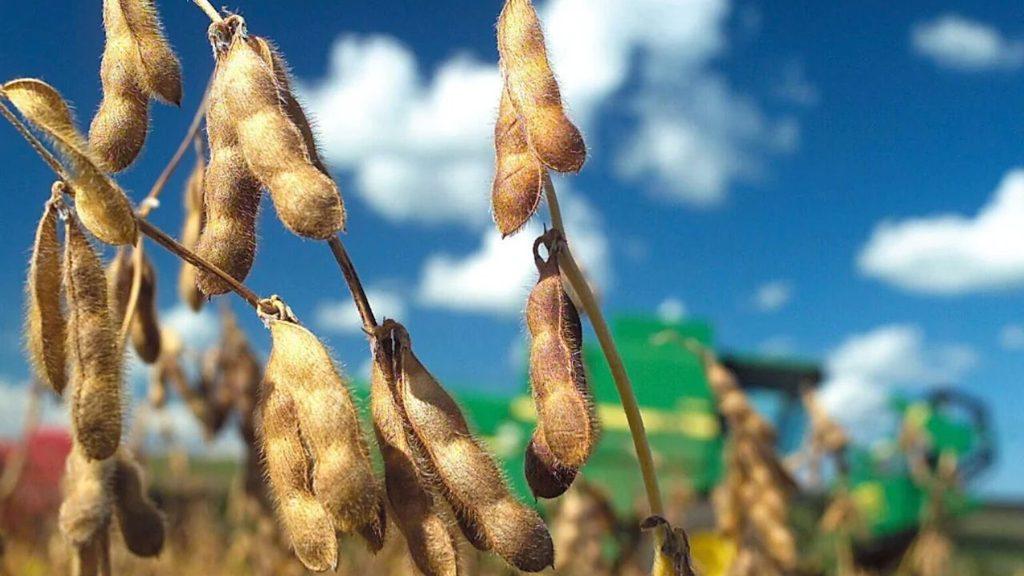 Primer plano de vainas de soja maduras en un cultivo, con maquinaria agrícola desenfocada al fondo