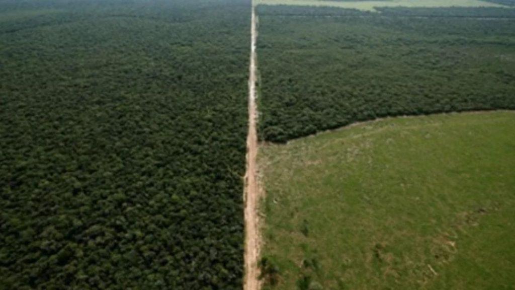 Vista aérea de un área de bosque nativo junto a un terreno despejado para uso agropecuario, que muestra la transformación del paisaje natural